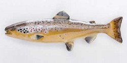 Значок Painter - Atlantic Salmon Spawning - Фото