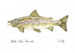 Репродукция Акварель Семга Самка Atlantic Salmon - Фото