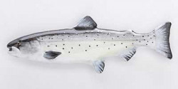 Значок Painter - Atlantic Salmon - Фото