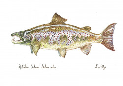 Репродукция Акварель Семга Самец Atlantic Salmon - Фото