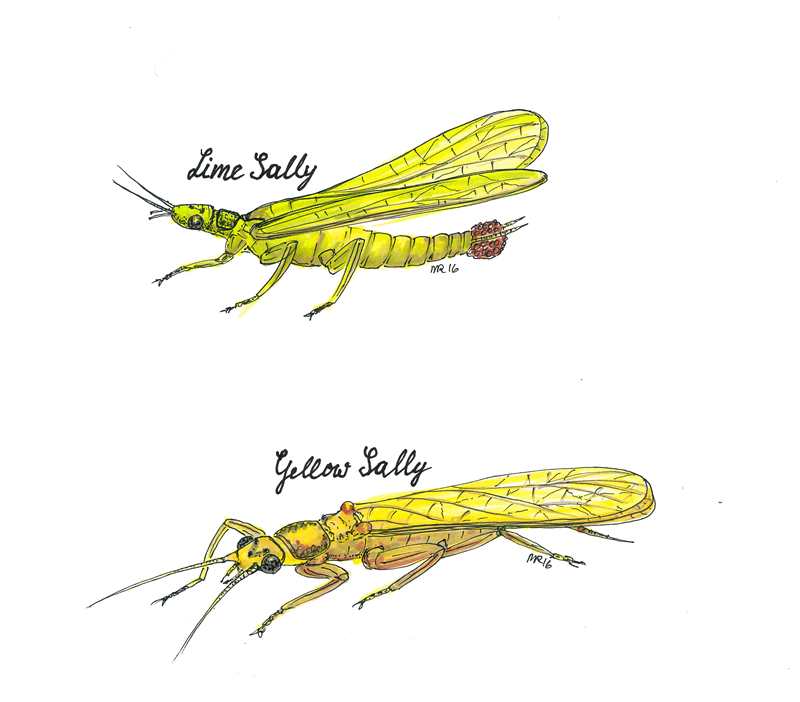 Yellow Sally - желтая опасность для рыбы