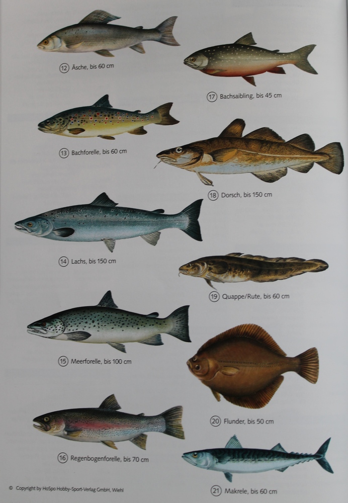 Сколько видов рыб водится в охотском. Рыбы которые водятся. Рыбы средней полосы. Название рыб. Рыба съедобная.